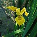 Iris pseudacorus, Janos Agoston