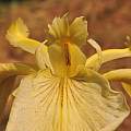 Iris pseudacorus view inside the flower, May 2015, Travis Owen