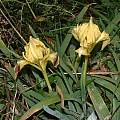 Iris pseudopumila, Angelo Porcelli