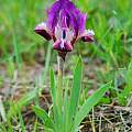 Iris pumila, Oron Peri