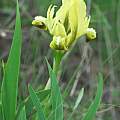 Iris pumila yellow form, Oron Peri
