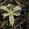 Iris purdyi, Pacific Coast Iris, Mary Sue Ittner