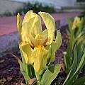 Iris reichenbachii, John Lonsdale