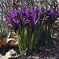 Iris reticulata, John Lonsdale [Shift+click to enlarge, Click to go to wiki entry]
