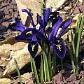 Iris reticulata, John Lonsdale