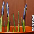 Iris reticulata 'Alida', 8th February 2014, David Pilling