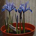 Iris reticulata 'Alida', 13th February 2014, David Pilling