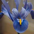 Iris reticulata 'Alida', 13th February 2014, David Pilling [Shift+click to enlarge, Click to go to wiki entry]