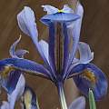 Iris reticulata 'Alida', 13th February 2014, David Pilling