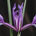 Iris reticulata 'Lovely Liza', Mark Mazer [Shift+click to enlarge, Click to go to wiki entry]