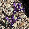 Iris reticulata 'Lovely Liza', Bob Nold
