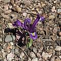 Iris reticulata 'Armenia', Bob Nold [Shift+click to enlarge, Click to go to wiki entry]