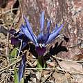 Iris reticulata 'Halkins', Bob Nold [Shift+click to enlarge, Click to go to wiki entry]