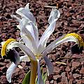 Iris rosenbachiana, John Lonsdale
