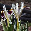 Iris rosenbachiana 'Harangon', John Lonsdale