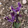 Iris rosenbachiana 'Tovil Dara', Bob Nold [Shift+click to enlarge, Click to go to wiki entry]
