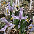 Iris rosenbachiana, Jim McKenney
