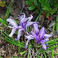 Iris ruthenica, Oron Peri