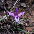 Iris ruthenica, Oron Peri