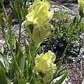 Iris schachtii, John Lonsdale [Shift+click to enlarge, Click to go to wiki entry]