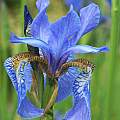 Iris sibirica, David Pilling