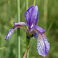 Iris sibirica, Hans Joschko