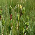 Iris sibirica seed pods, Hans Joschko
