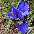 Iris sibirica 'Navy Blue', Bob Rutemoeller