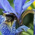 Iris sibirica with pollinator, David Pilling