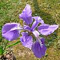 Iris leptophylla, syn. Iris sichuanensis, Alessandro Marinello