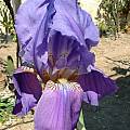 Iris sicula, Angelo Porcelli