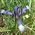 Iris sintenisii, Angelo Porcelli