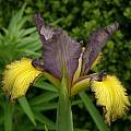 Iris spuria hybrid, Jim McKenney [Shift+click to enlarge, Click to go to wiki entry]