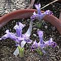 Iris stenophylla, Jane McGary
