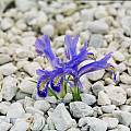 Iris stenophylla, Rob Hamilton
