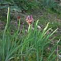Iris stolonifera, Oron Peri