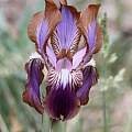 Iris stolonifera, Bob Nold