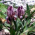 Iris suaveolens, John Lonsdale [Shift+click to enlarge, Click to go to wiki entry]