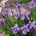 Iris tectorum, John Lonsdale