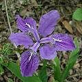 Iris tectorum, Crested Iris, Jana Ulmer
