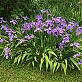 Iris tectorum, Nicholas Plummer