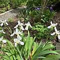 Iris tectorum, Nicholas Plummer