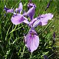 Iris tenax, Cowlitz County, Washington, Paul Raphael Zemanek