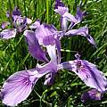 Iris tenax, Cowlitz County, Washington, Paul Raphael Zemanek