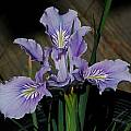 Iris tenax, Mary Sue Ittner