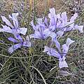 Iris tenuifolia, Andrey Dedov