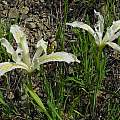 Iris tenuissima, Humboldt County, Mary Sue Ittner