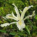 Iris tenuissima, Humboldt County, Mary Sue Ittner [Shift+click to enlarge, Click to go to wiki entry]