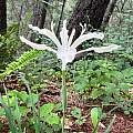 Iris tenuissima, Jamie Spielmann, Calflora, CC-BY-NC