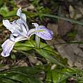 Iris thompsonii, John Game, Calflora, CC-BY-NC 4.0